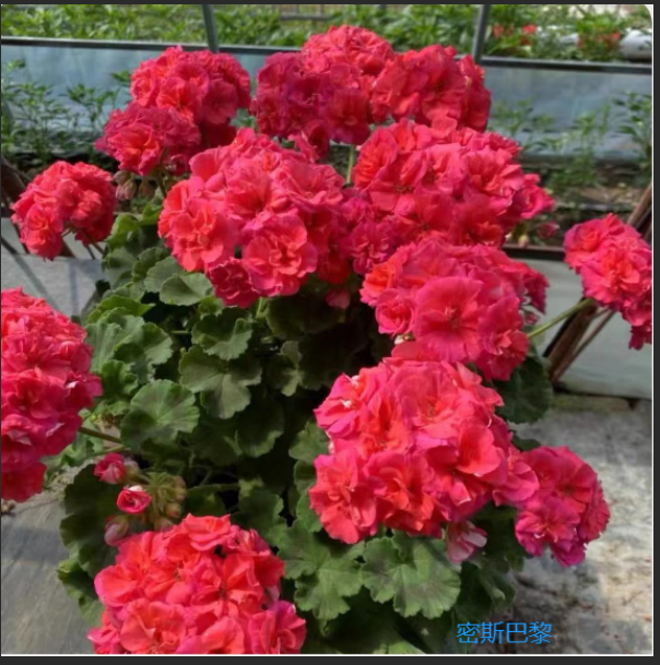 直立重瓣天竺葵密斯巴黎四季开花室内阳台好养