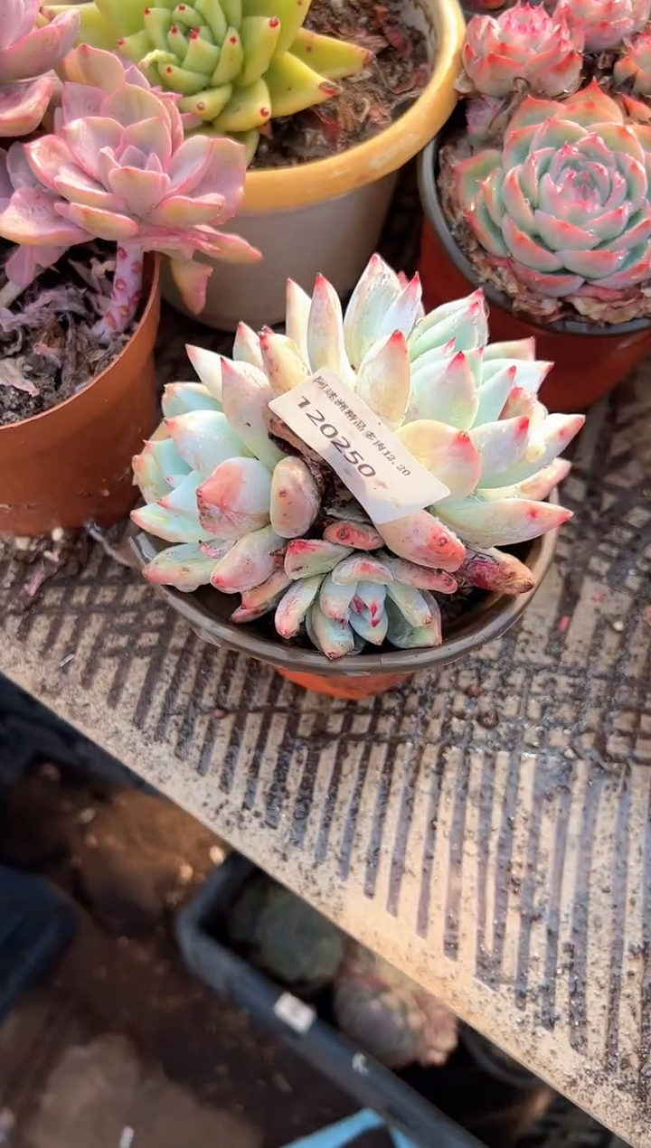 青*多肉植物一物一拍20250