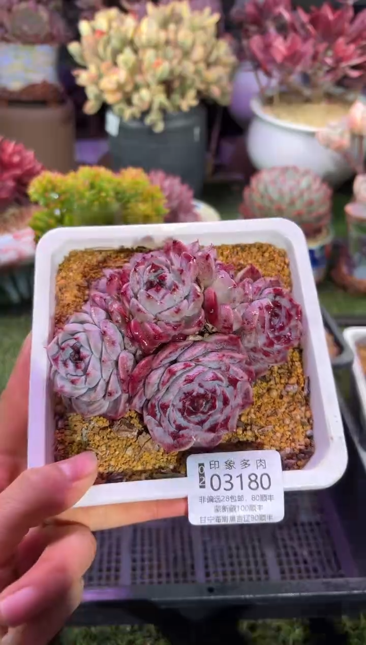 【闪购商品】03180