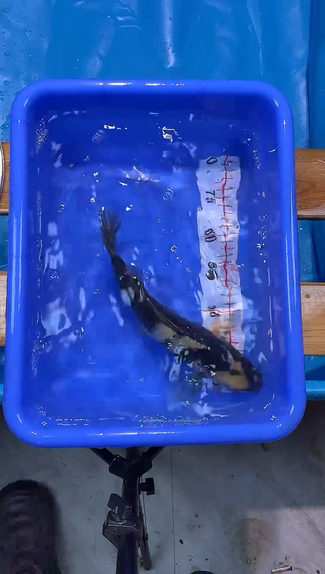 锦鲤锦鲤观赏鱼编码28