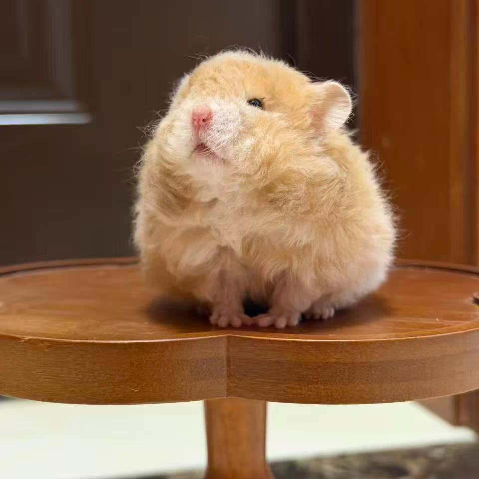 家养温顺可爱金丝熊