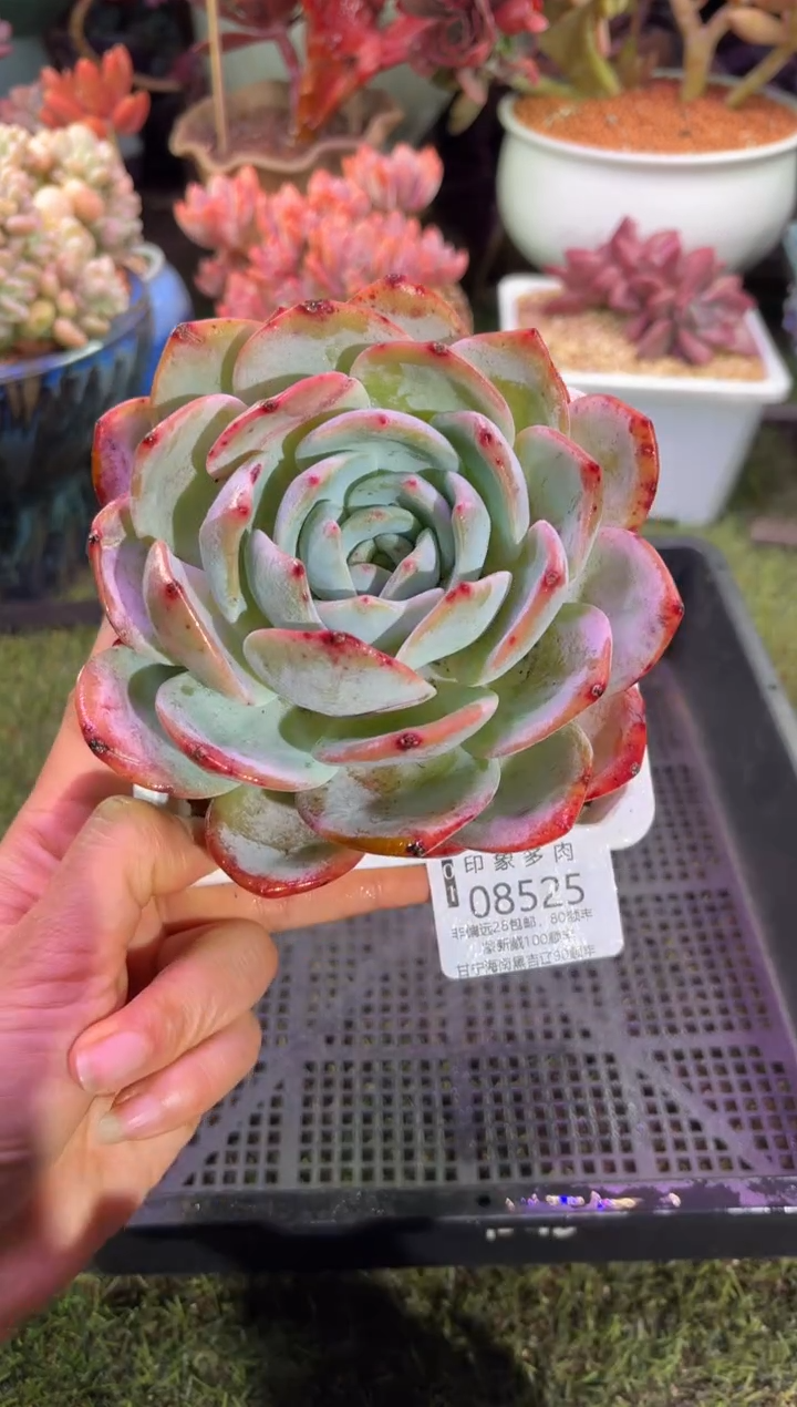 【闪购商品】08525