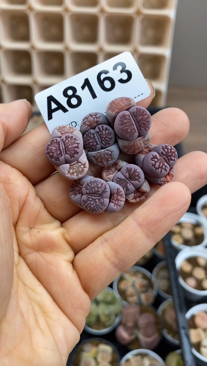 【闪购商品】8163直播一物一拍