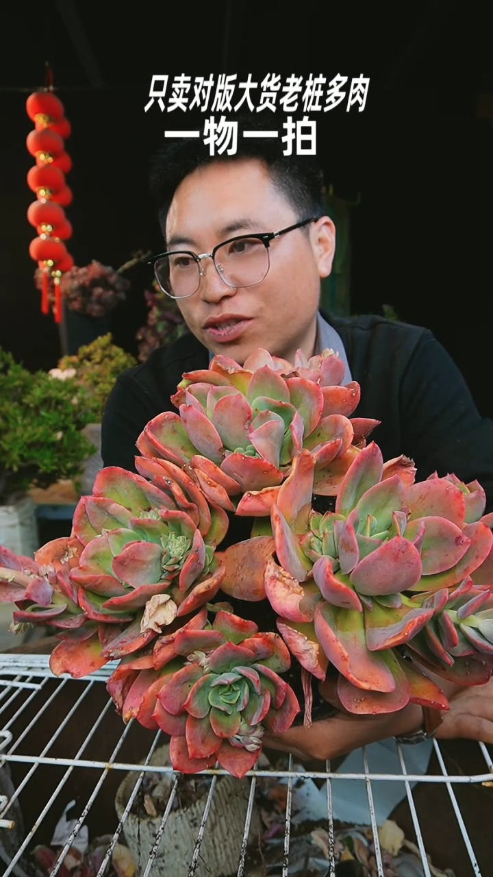 【闪购商品】61号大弗兰克