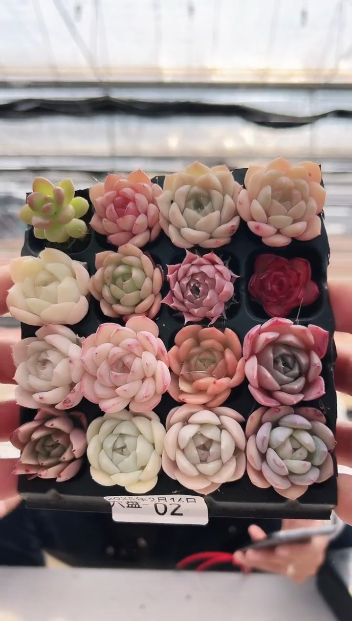 【闪购商品】穴盘-2