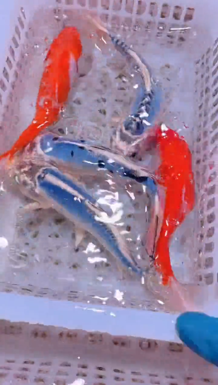 锦鲤冷水观赏鱼全场包邮210