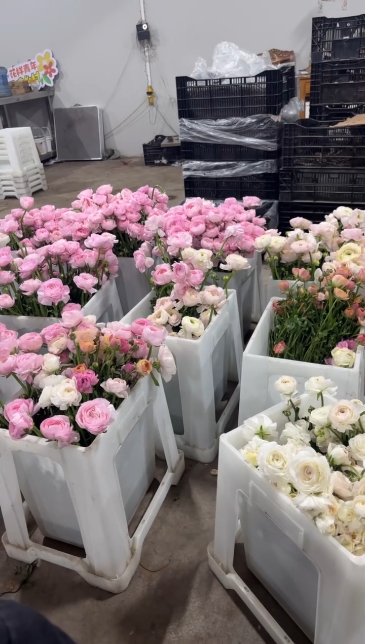 完全开放圈*20只高山雪