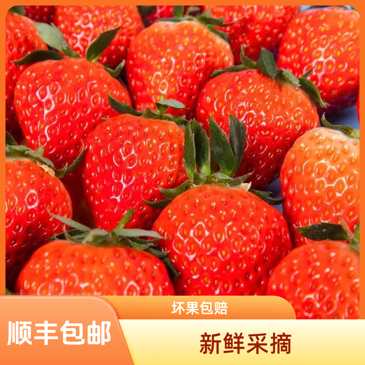 正宗九九草莓（特大果）草莓红颜水果新鲜现摘坏果包赔