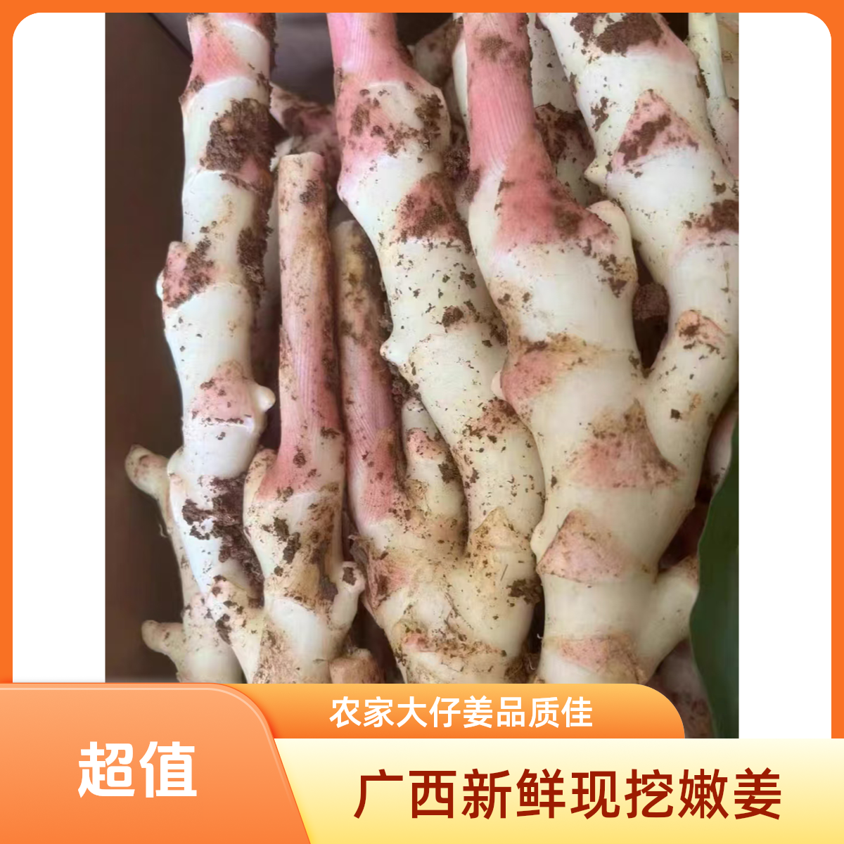 广西新鲜现挖红芽嫩姜农家大仔姜可腌制泡菜做醋生姜芽
