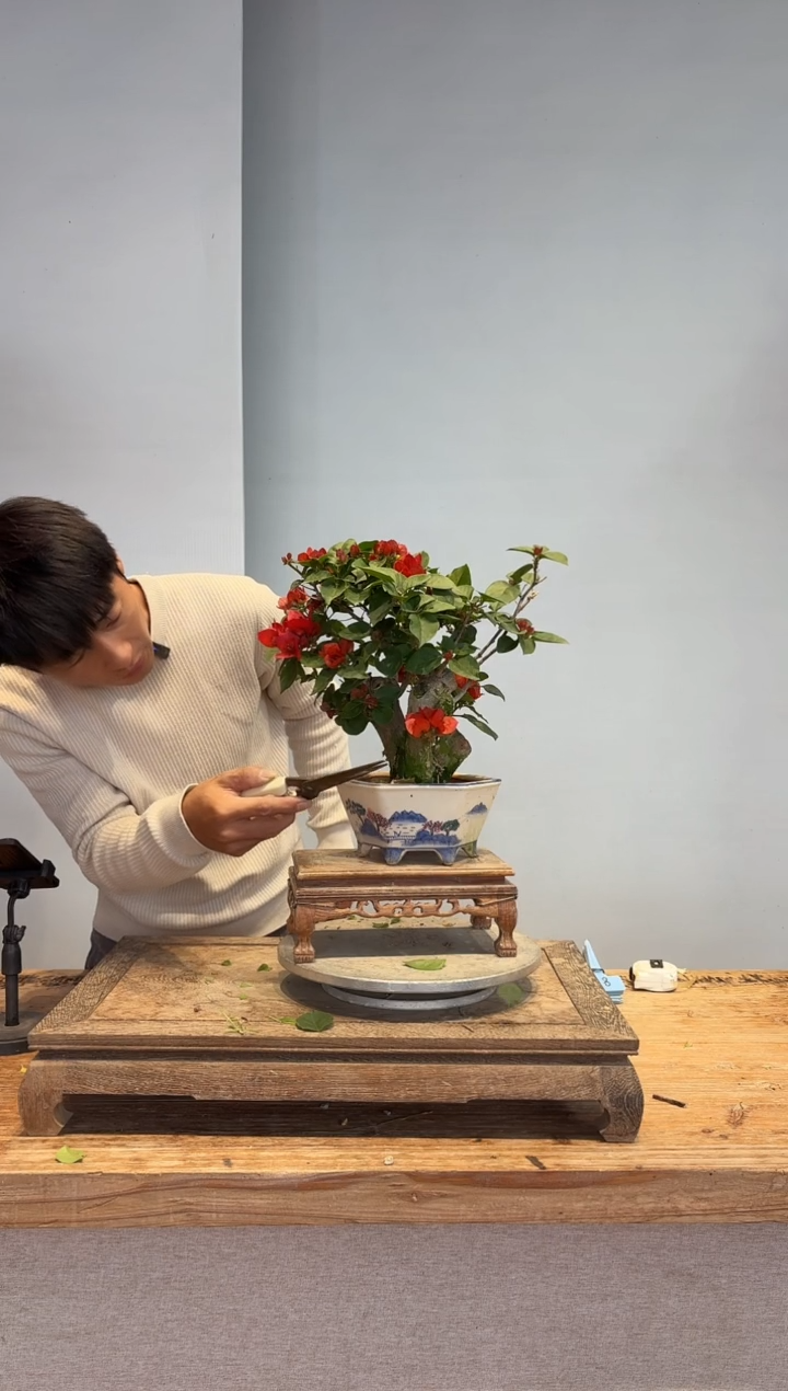 以实际为准三角梅35