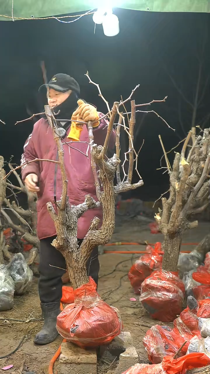 完全开放枣树710