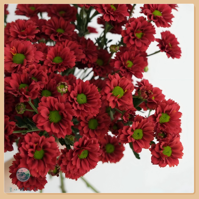 【兰小胖】精选小菊-红梅10枝装 超长花期养护简易 顺丰发货