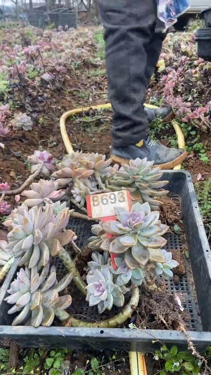 【闪购商品】B693清风花木兰多肉组合