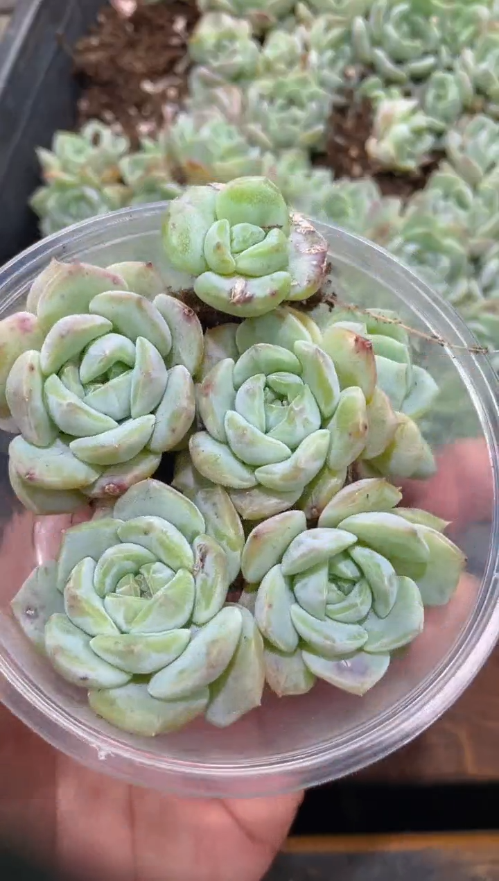 191白体Y-11   量拍