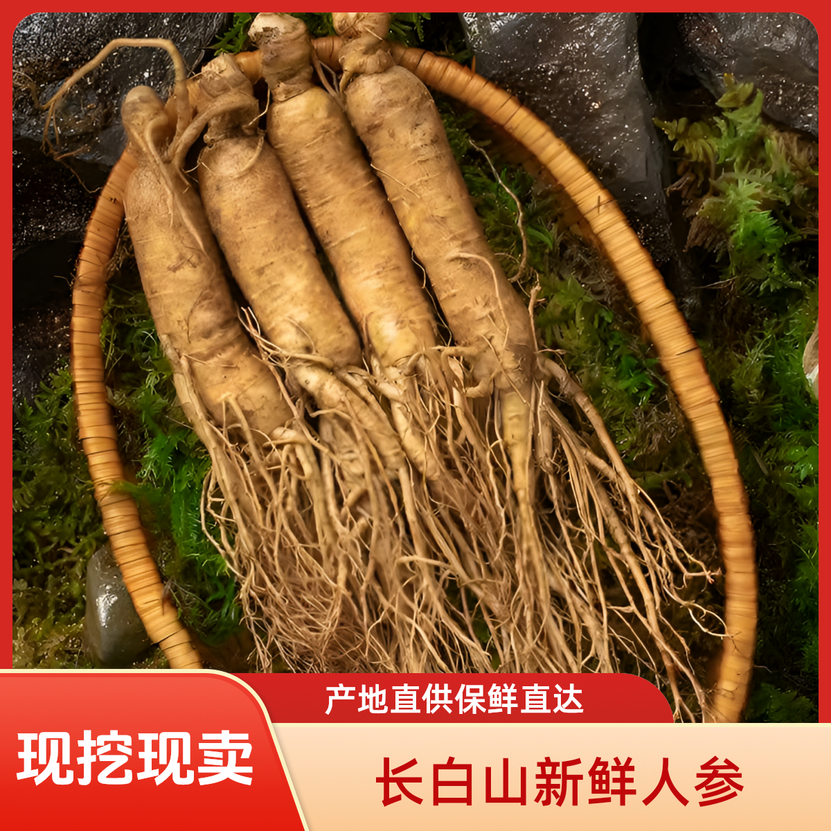 【一斤一物一拍】长白山新鲜人参现采现挖鲜参带土泡酒煲汤改价链接