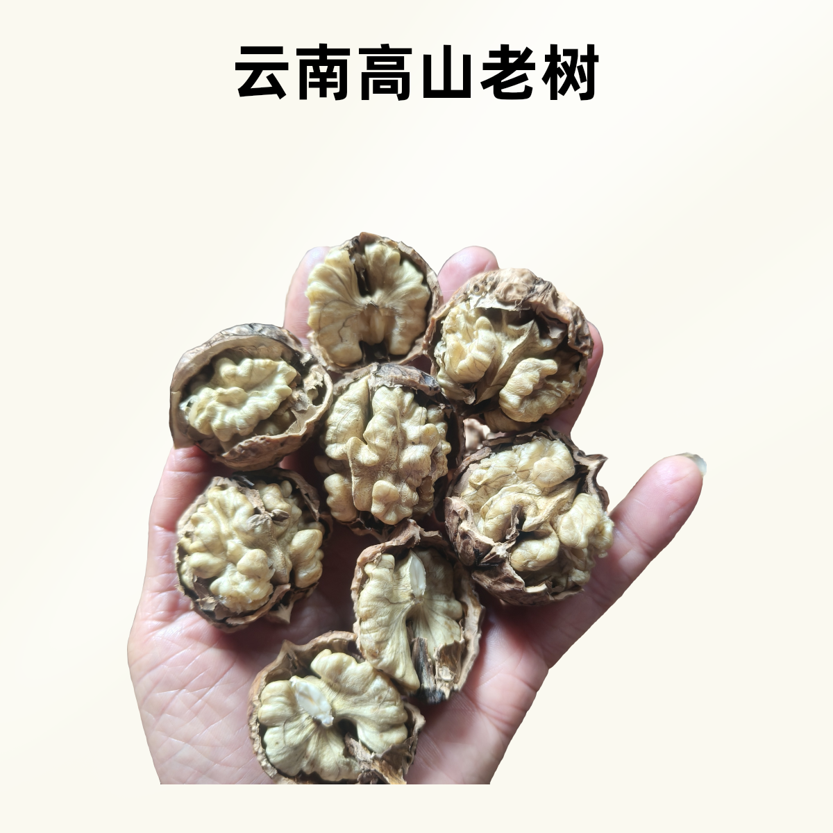 云南高山老树核桃