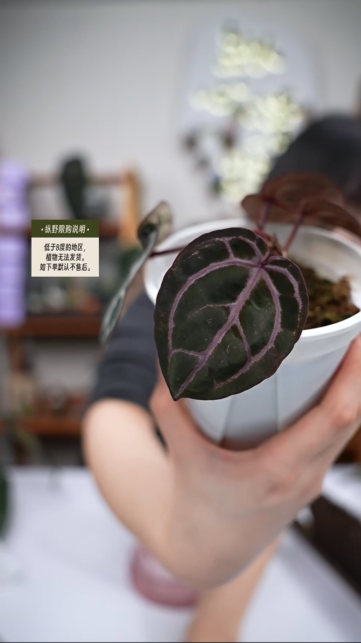 完全开放Y98紫水晶