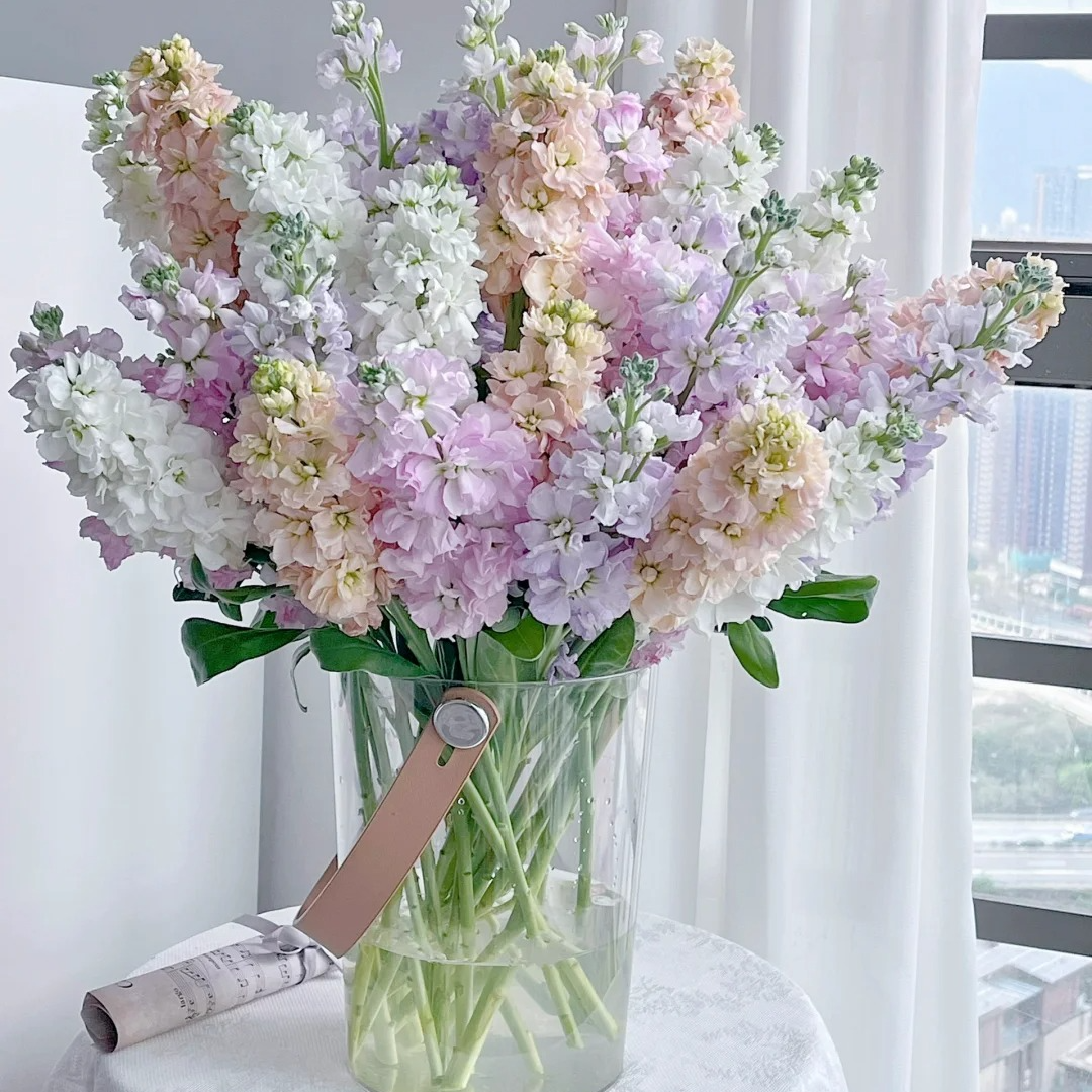 仅限自提-紫罗兰5枝-同城