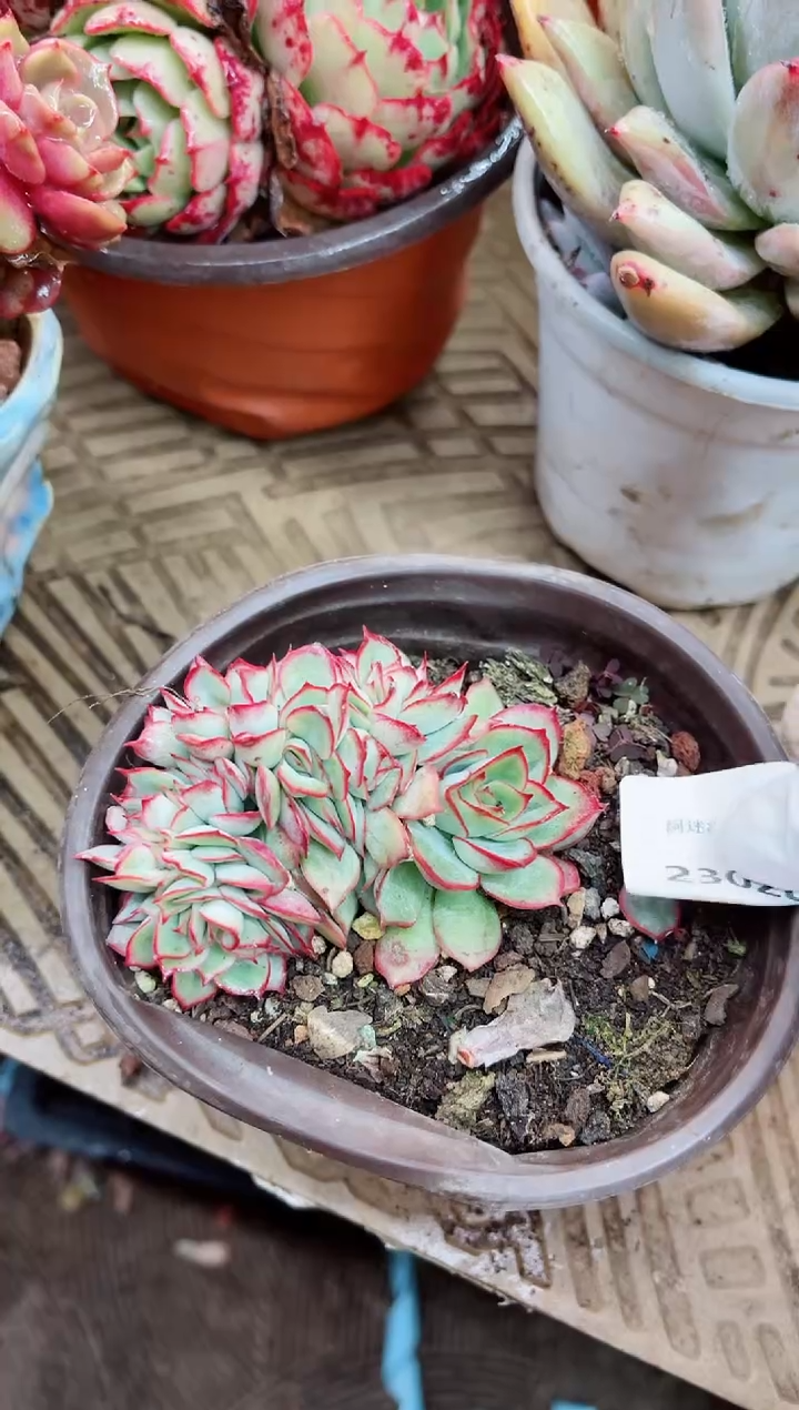 【闪购商品】23028