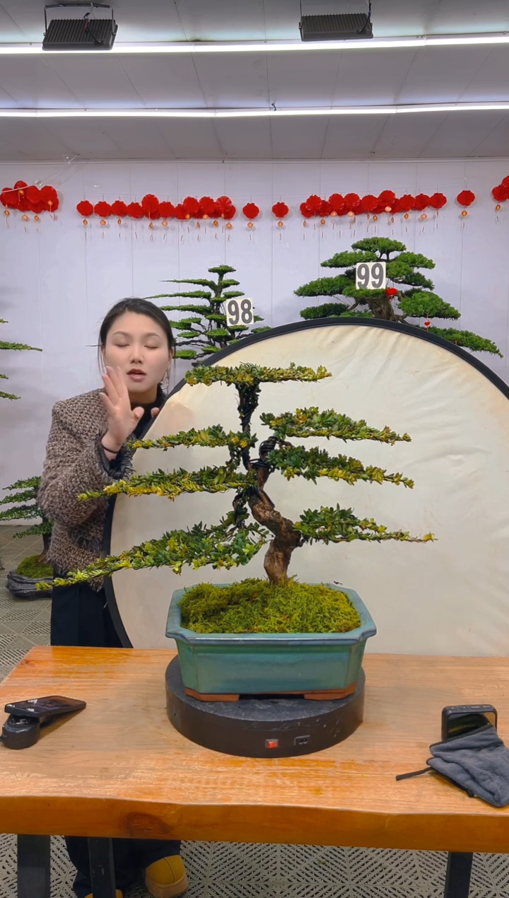 【闪购商品】盆景1