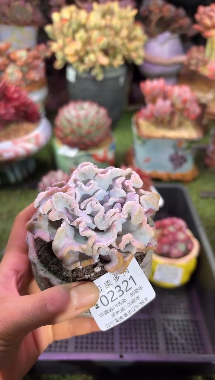 【闪购商品】02321