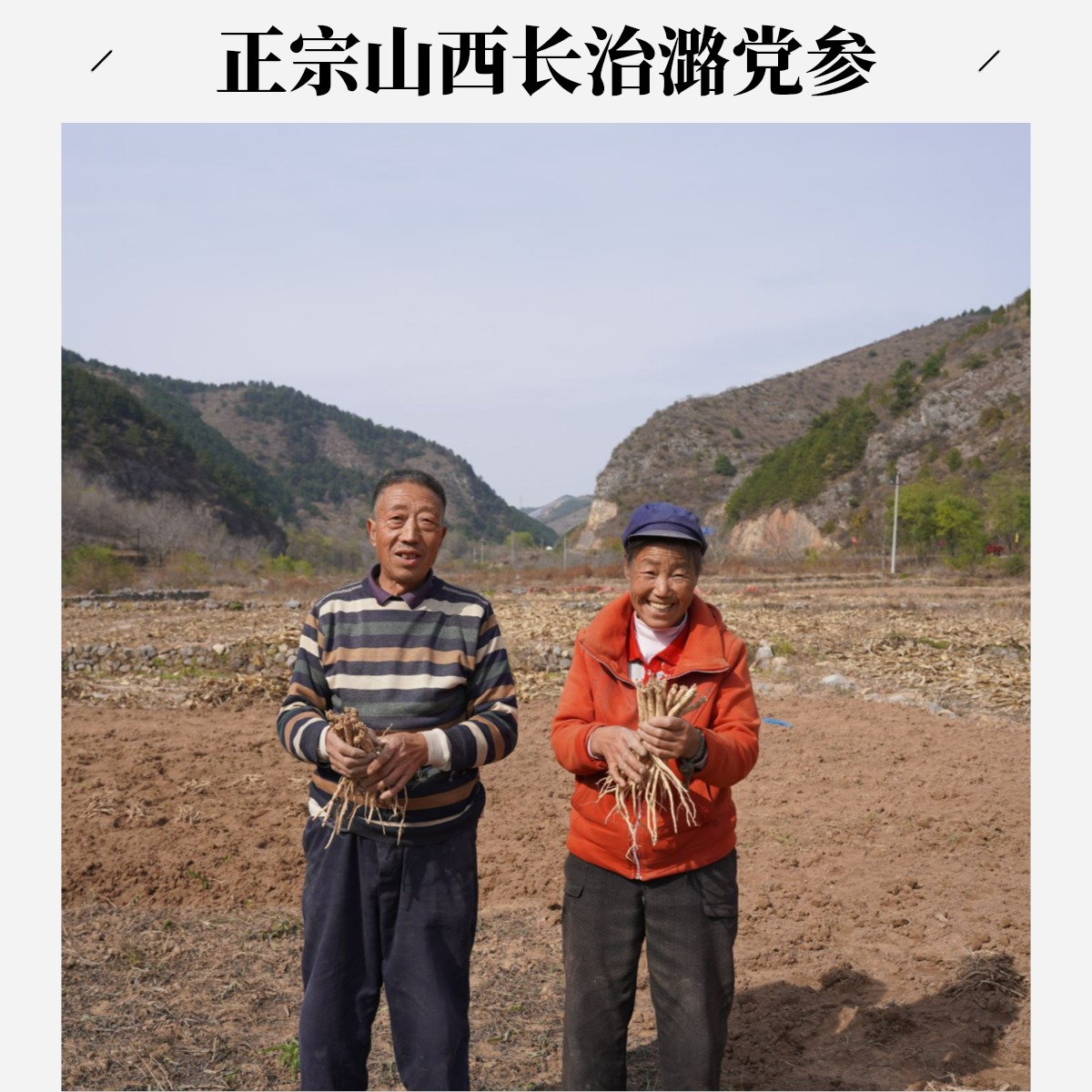 山西长治正宗潞党参