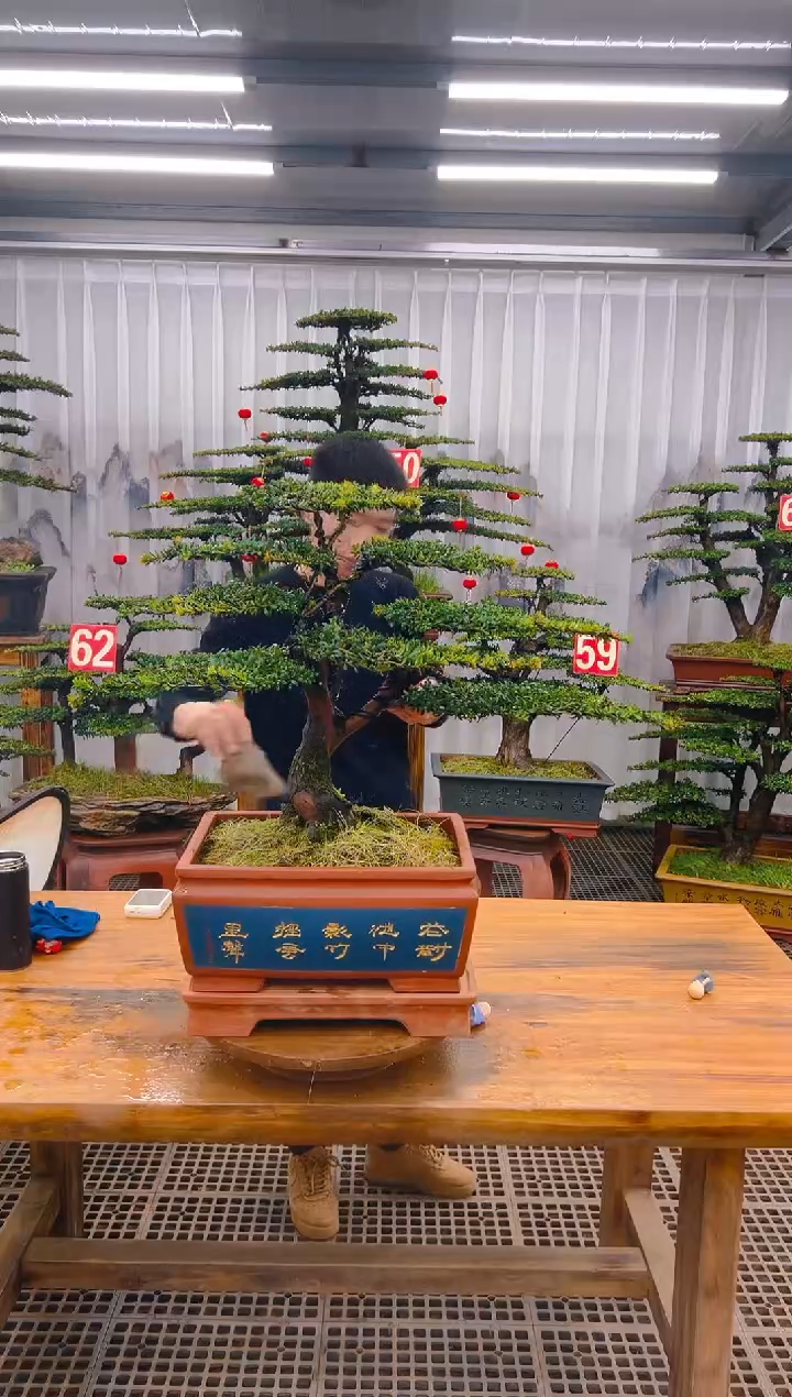 【闪购商品】紫砂精品盆景直播间一物一拍