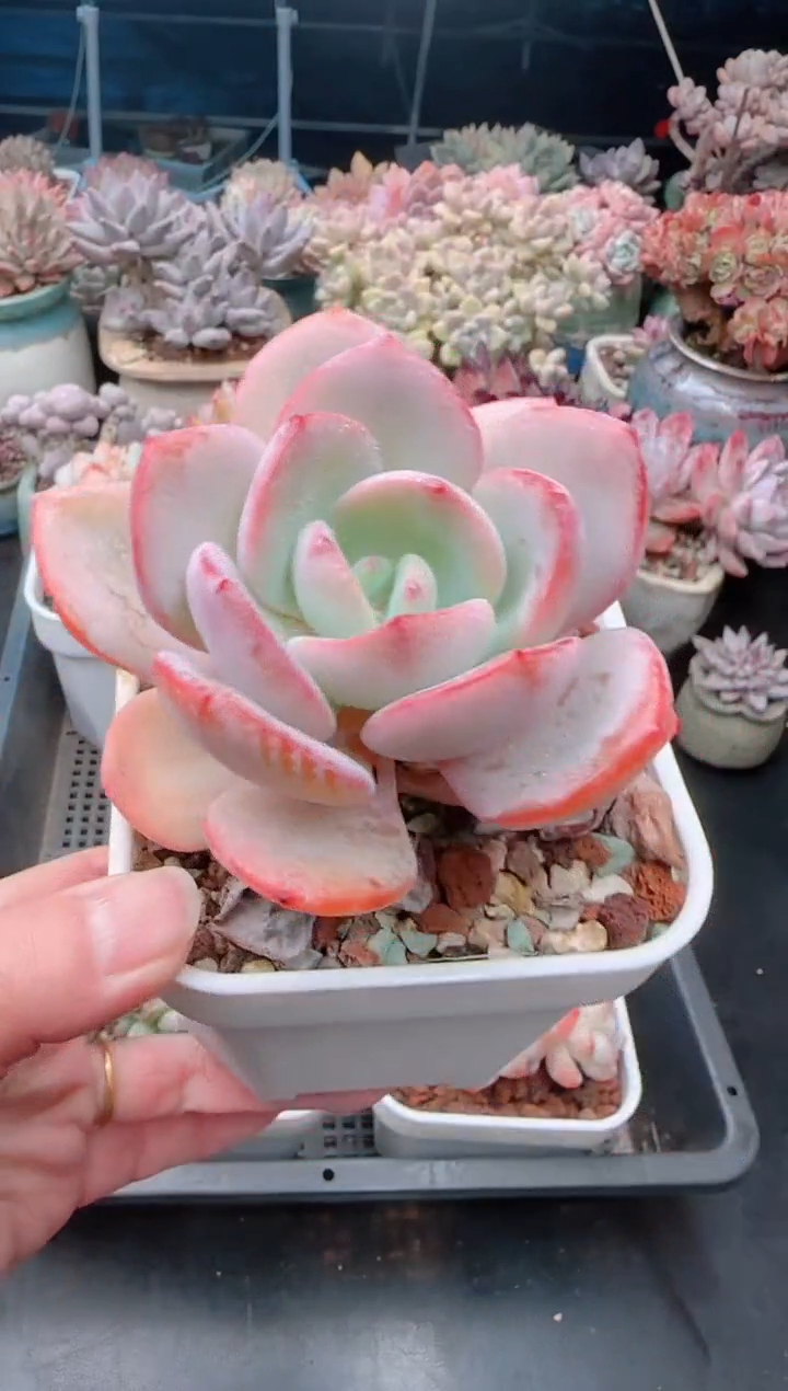 【闪购商品】6721.