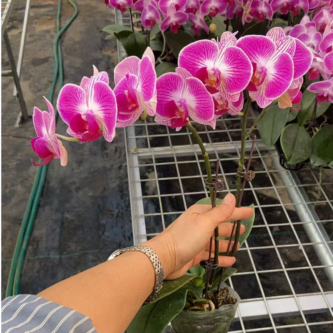 精品蝴蝶兰【富贵鸟】3.0带花带花苞