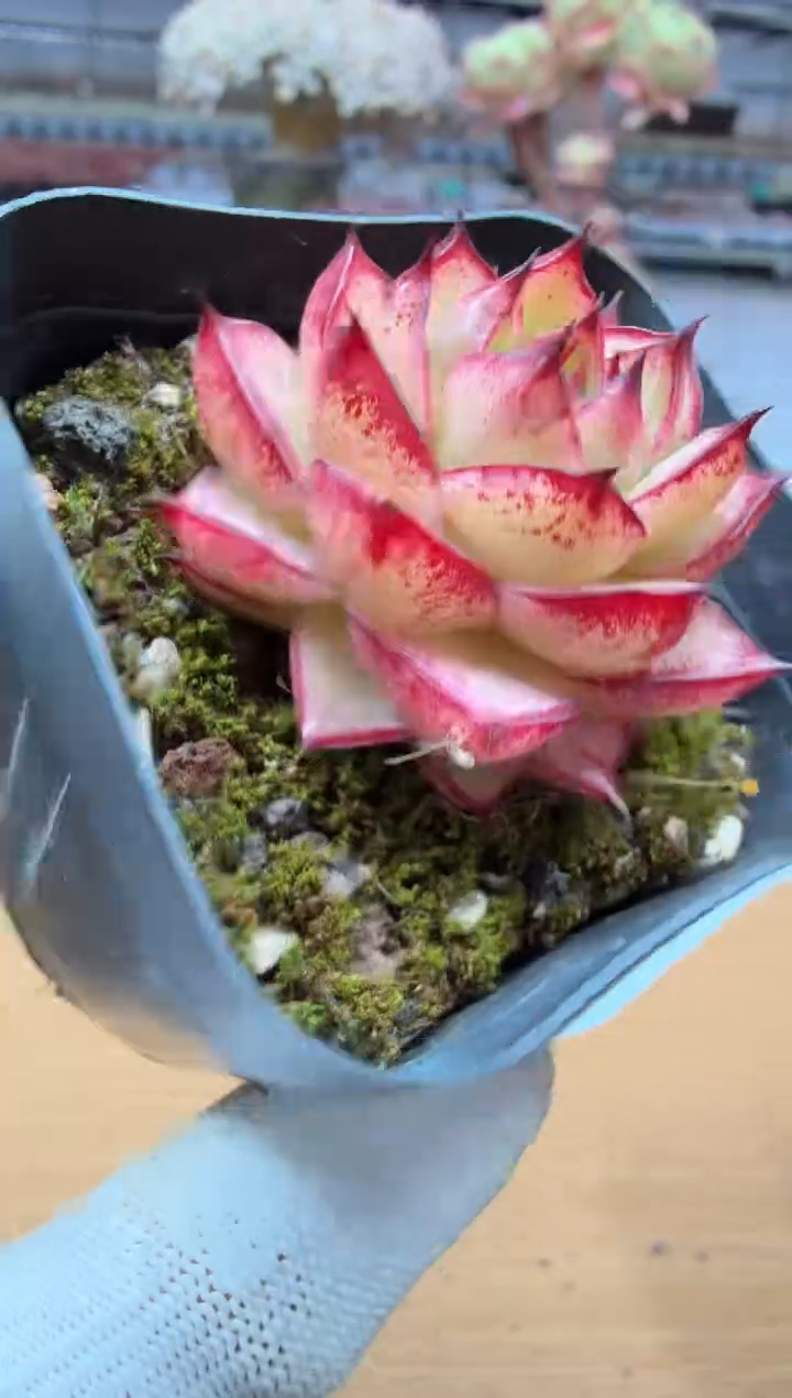 东云多肉园二店-90