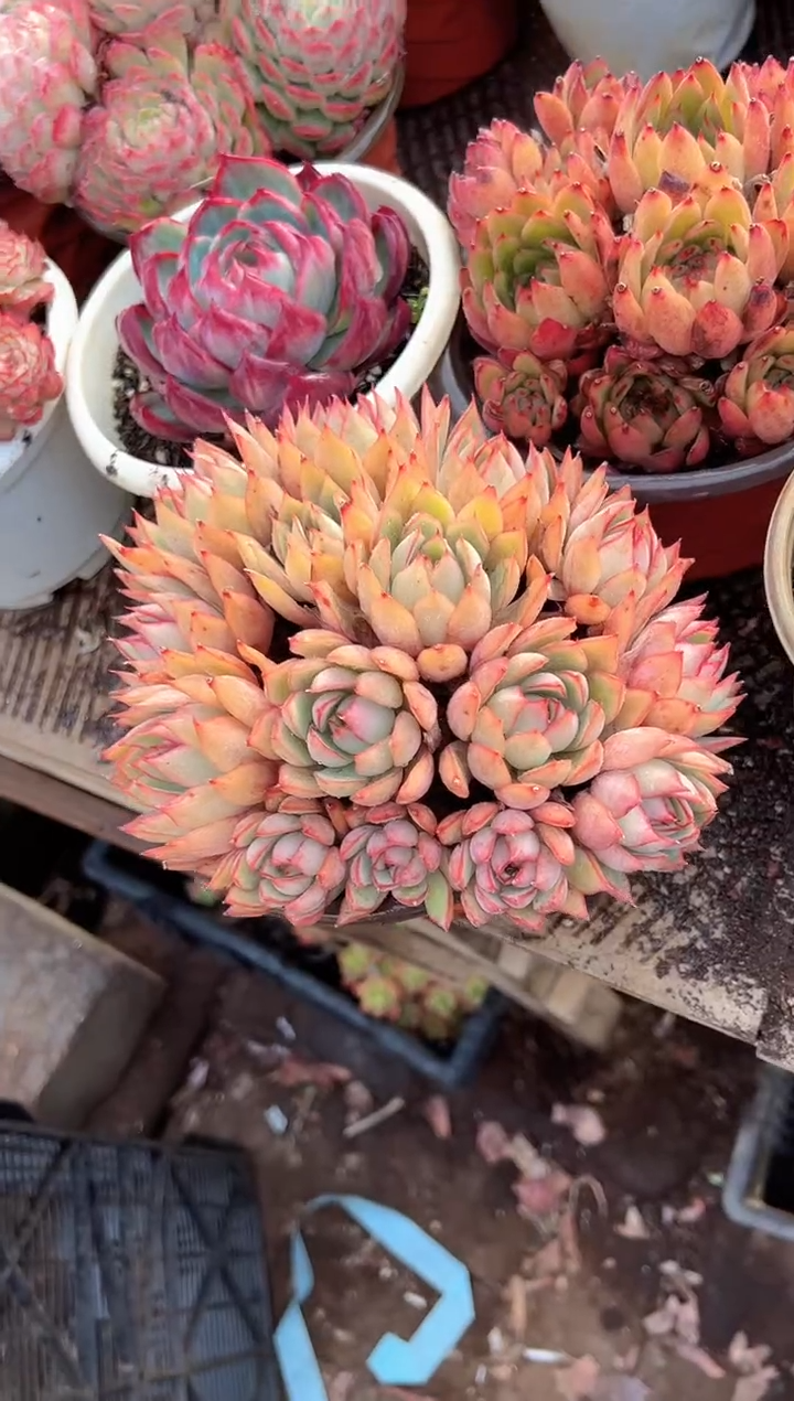 陌**轻多肉植物一物一拍31430