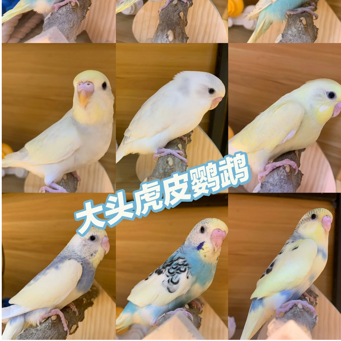 大头鹦鹉可上手亲人适合家养能学说话能孵化手养亲人玩伴鹦鹉宠物