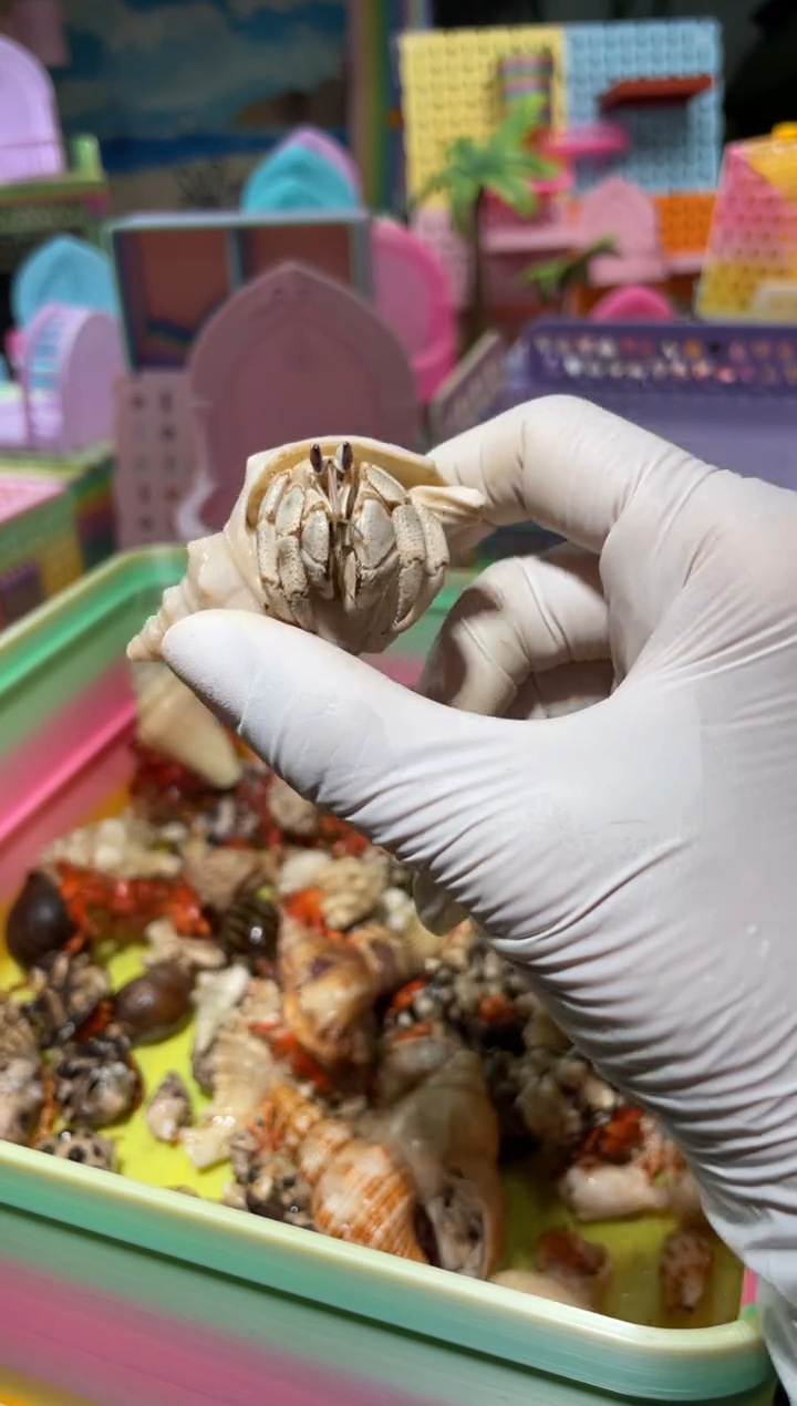 陌派有钳寄居蟹288红海