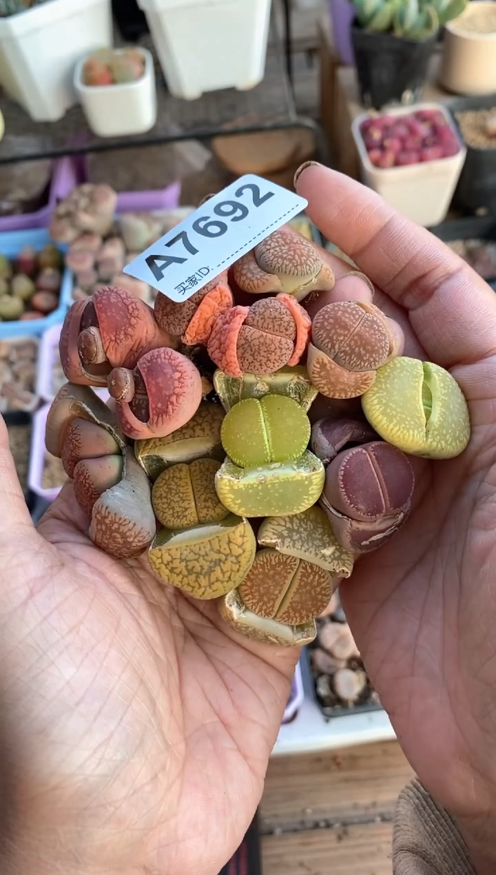 【闪购商品】7692直播一物一拍