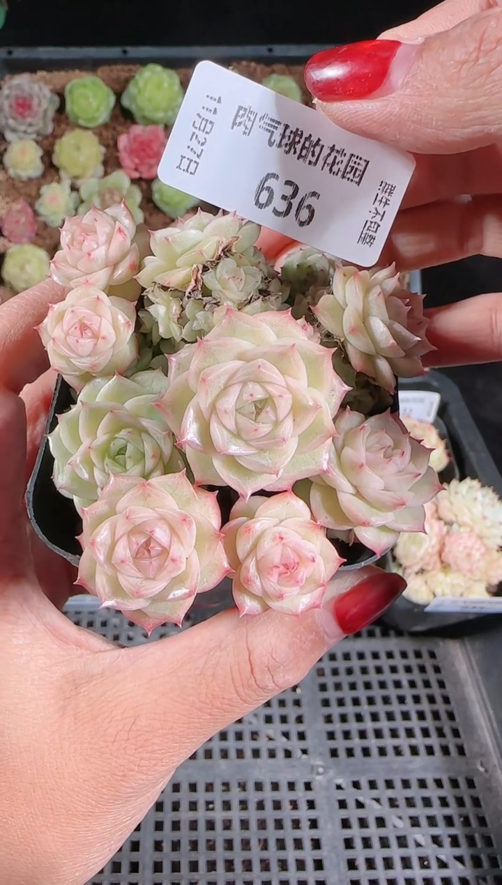 1127-636群生不包整
