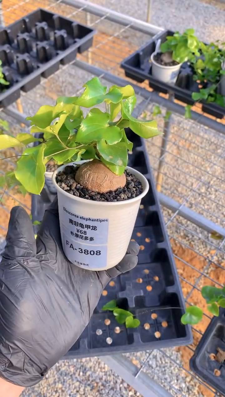 【闪购商品】南非龟甲龙FA-3808