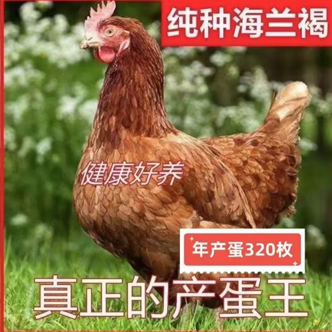 海兰褐蛋鸡产蛋王肉质鲜美