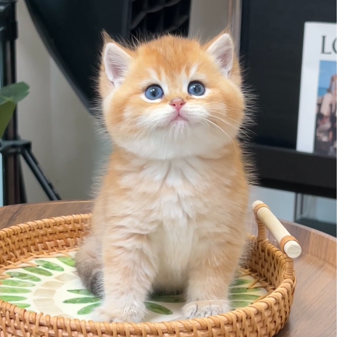 陈中村猫舍宠物活体全品种 全款链接