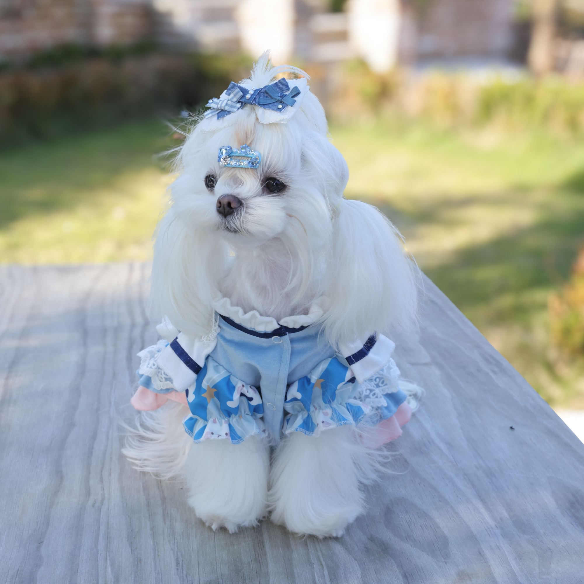 柔蓝粉边兔纹蕾丝缀宠物甜系奢宠裙