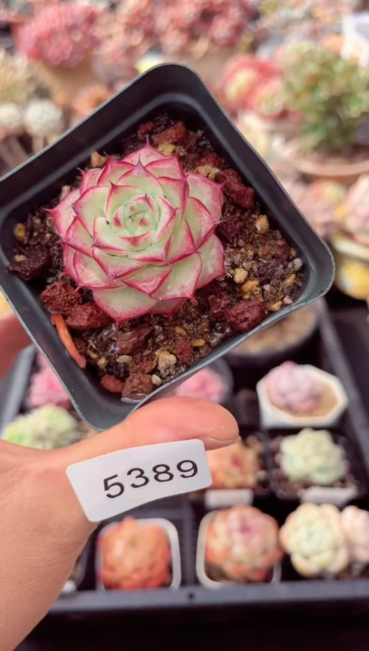 【闪购商品】5389单头麦秆多肉