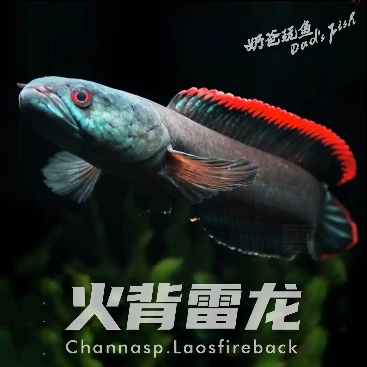 【挑鱼专拍】直播间火背雷龙