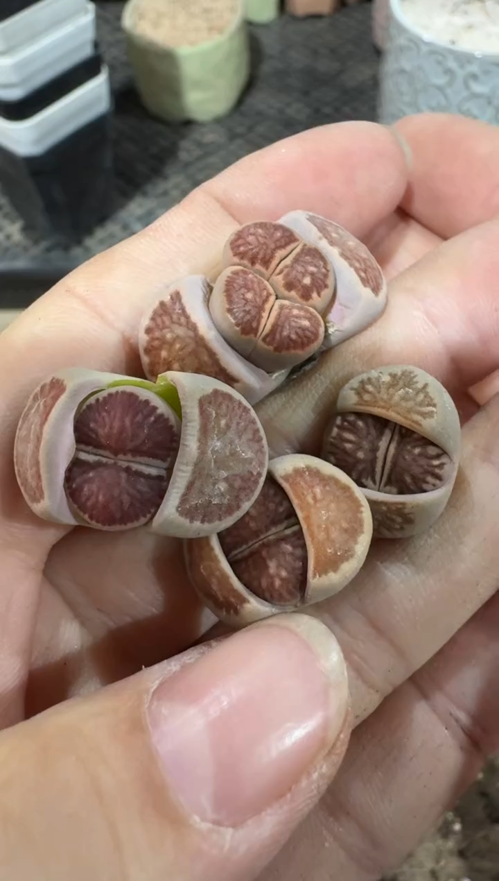 【闪购商品】4-328