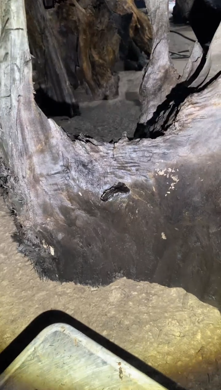 其他楠木（金丝楠）用****5金丝楠小叶桢楠38