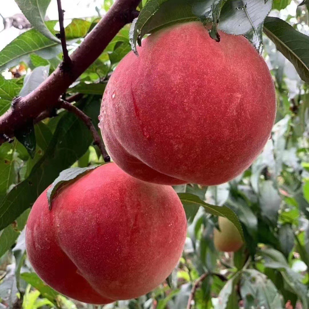 【全国次日达】永乐水蜜桃9号老树果脆甜多汁离核应季水果新鲜采摘全国包邮贵州省