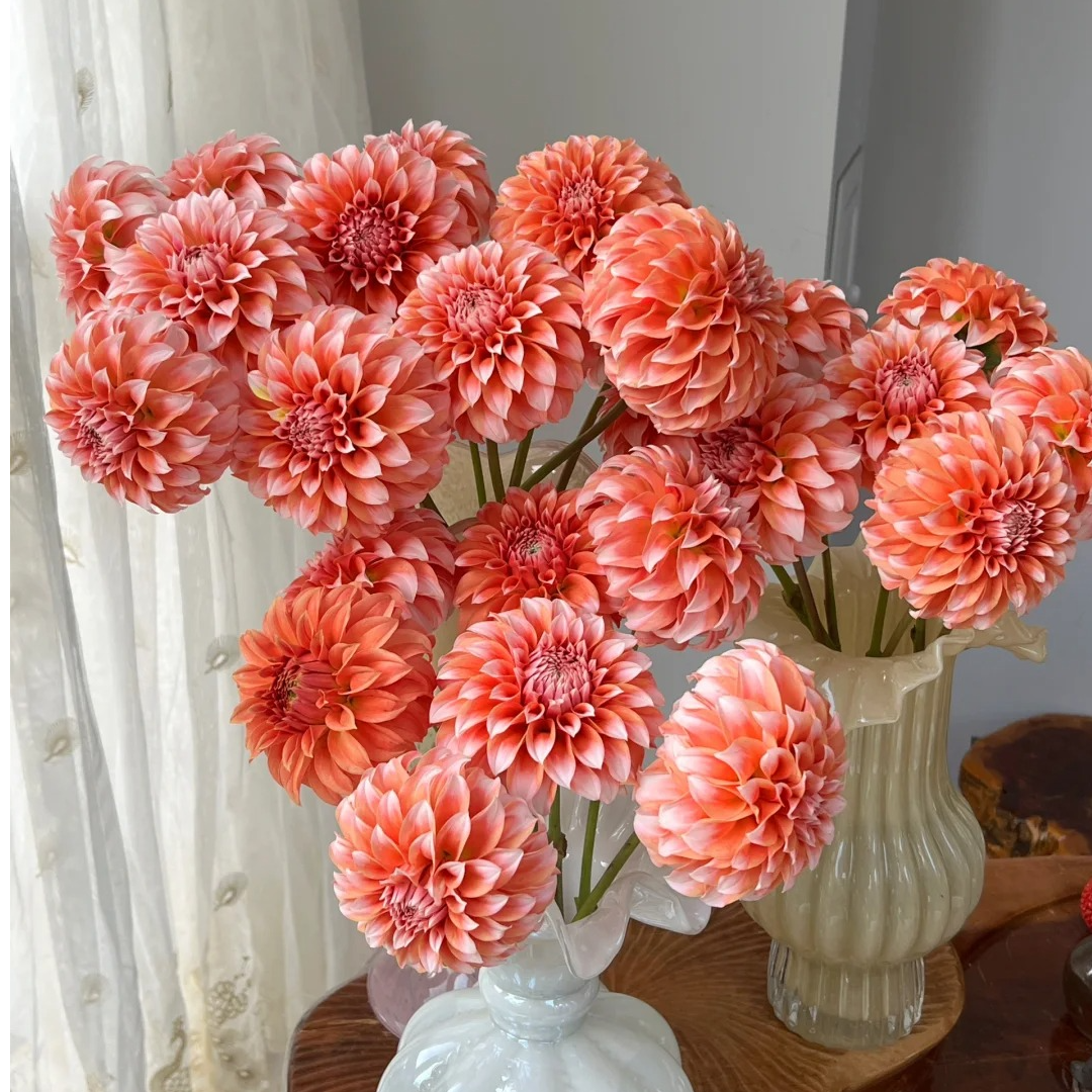 【奶油桃子-大丽花】1单中通，3单顺丰冷链