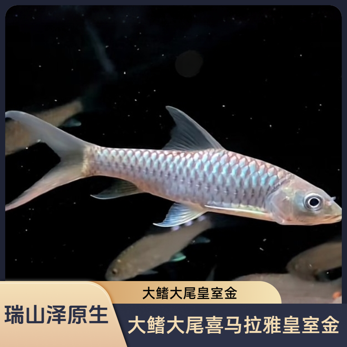 尼泊尔皇室金吉罗鱼喜马拉雅皇室金大鳍大尾吉罗鱼苗淡水鱼观赏鱼