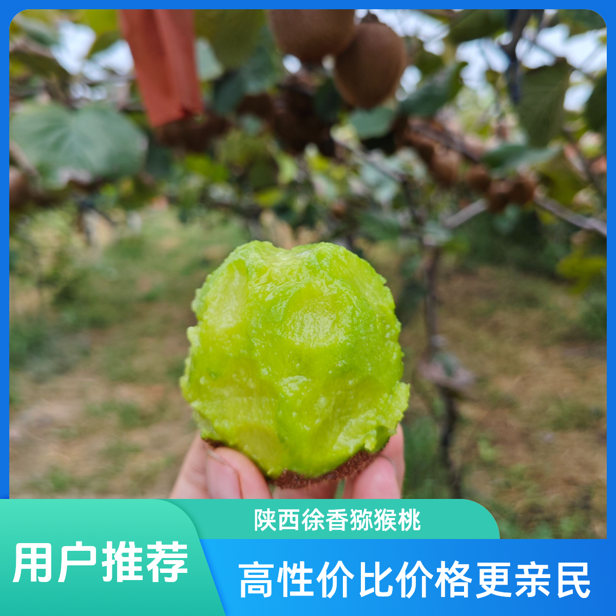 陕西绿心徐香猕猴桃送礼应季水果软糯多汁香甜可口大果陕西特产