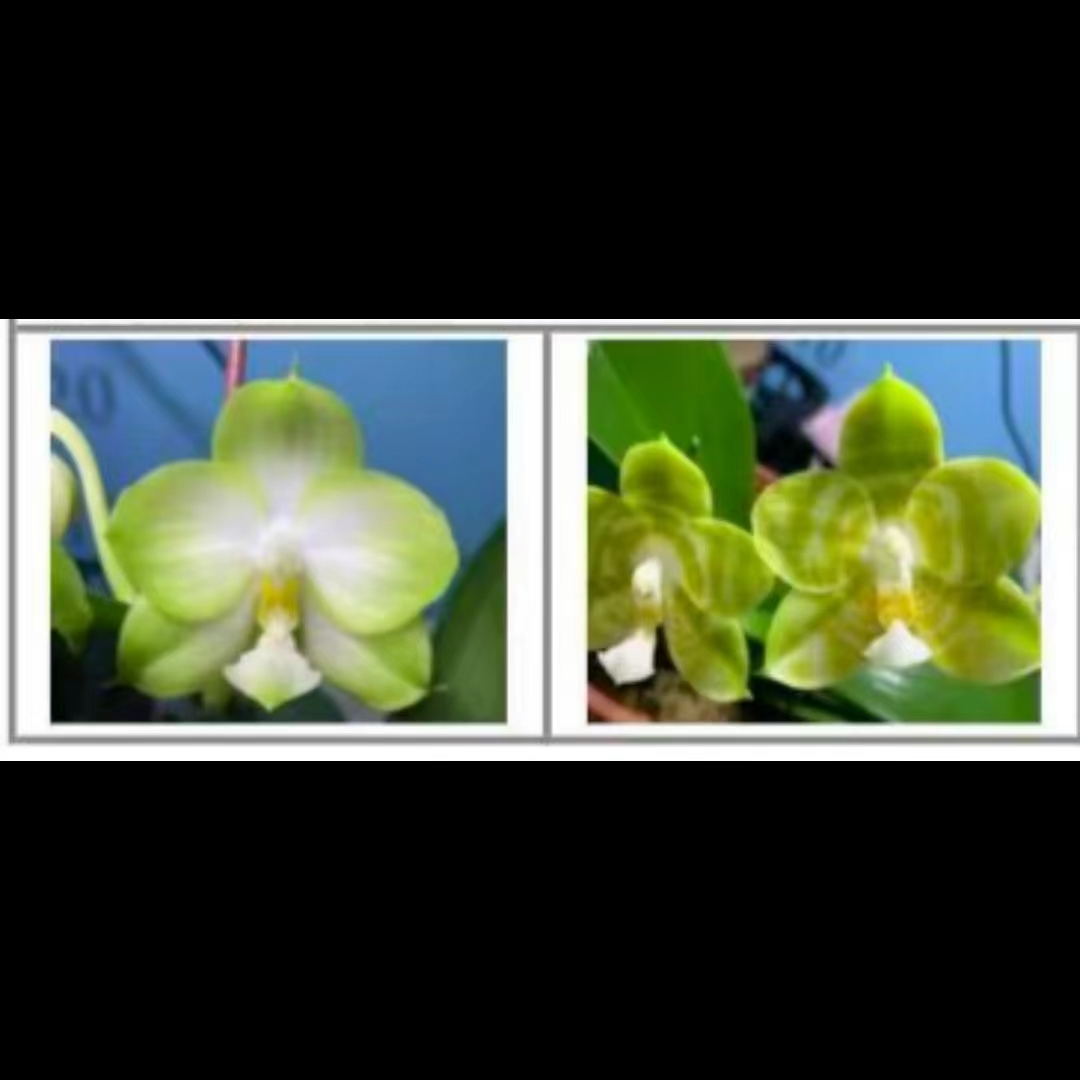 2.5寸 佳和翡翠交弥陀反射王-开花株【叶瑕】 原生趣味兰蝴蝶兰花