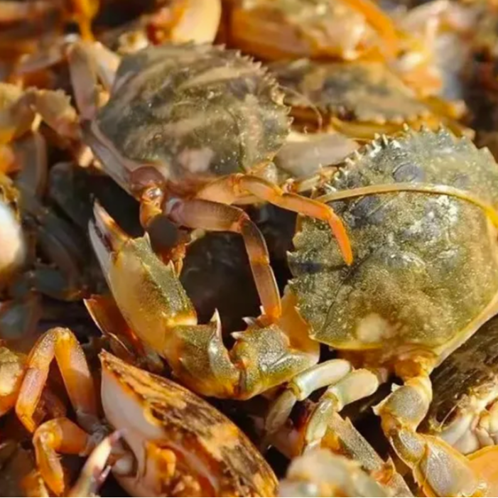 【小体蟹介意勿拍】大连野生花盖蟹【保鲜不保活】