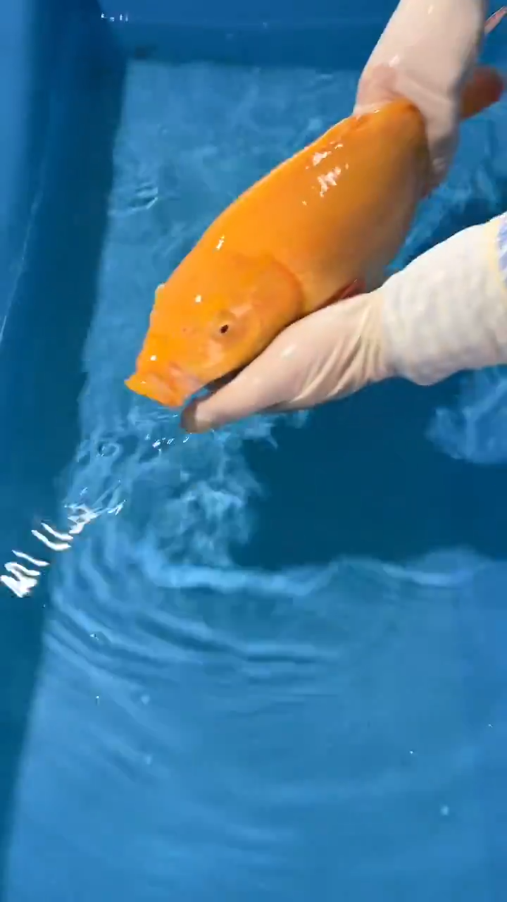 锦鲤太饱锦鲤36cm-48cm不包邮到付